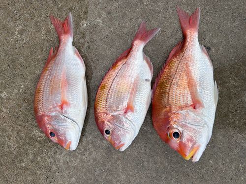 レンコダイの釣果