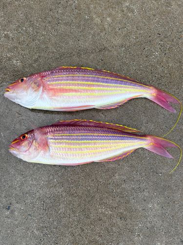 イトヨリダイの釣果