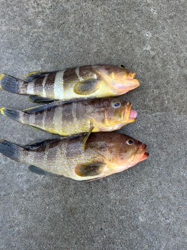 アオハタの釣果