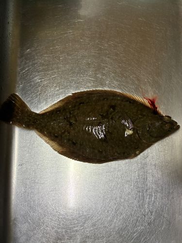 マガレイの釣果