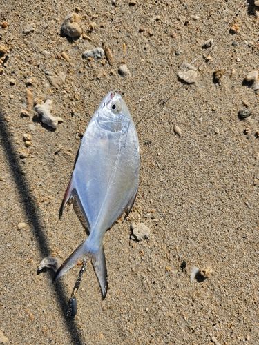コバンアジの釣果