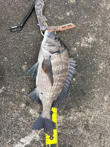 クロダイの釣果