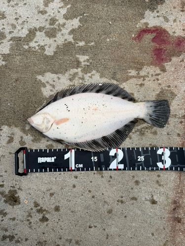 クロガシラガレイの釣果