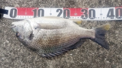 キビレの釣果