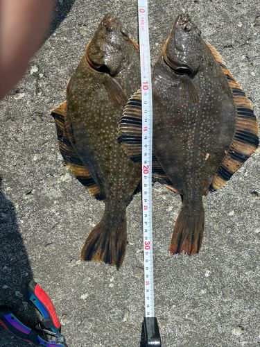 カワガレイの釣果