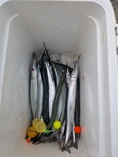 サヨリの釣果