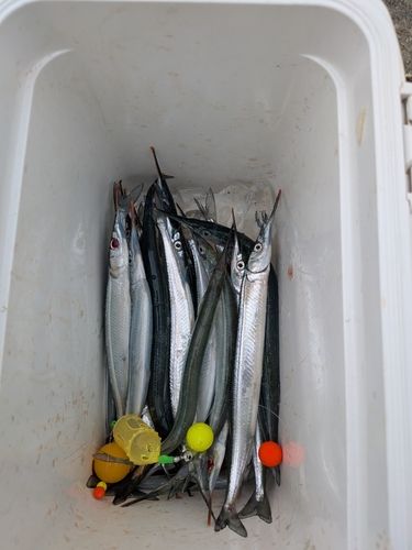 サヨリの釣果