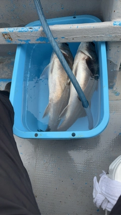 スズキの釣果