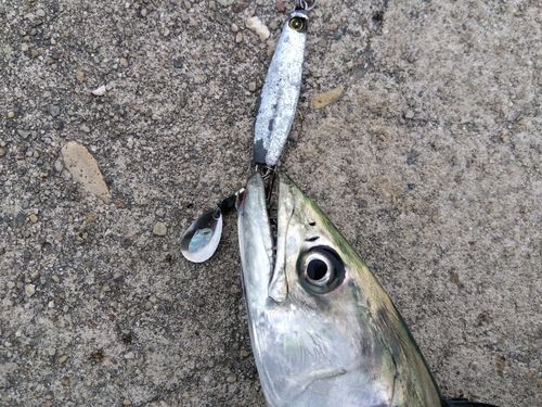 サゴシの釣果