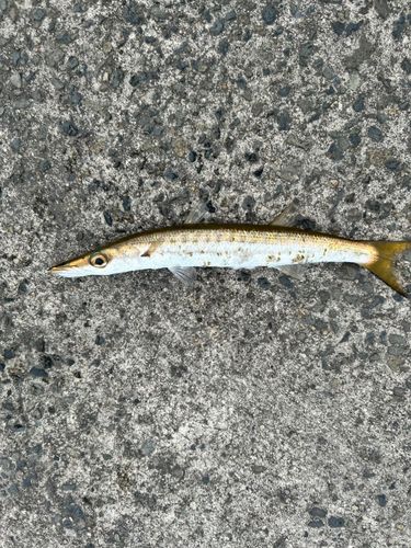 カマスの釣果