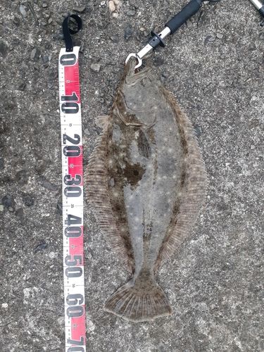 ヒラメの釣果