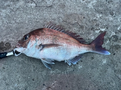 マダイの釣果