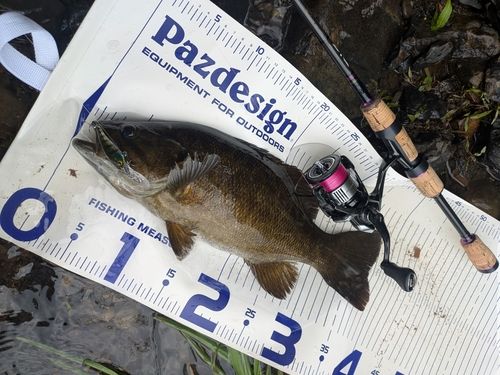 那珂川（茨城〜栃木）で釣れたブラックバスの釣り・釣果情報