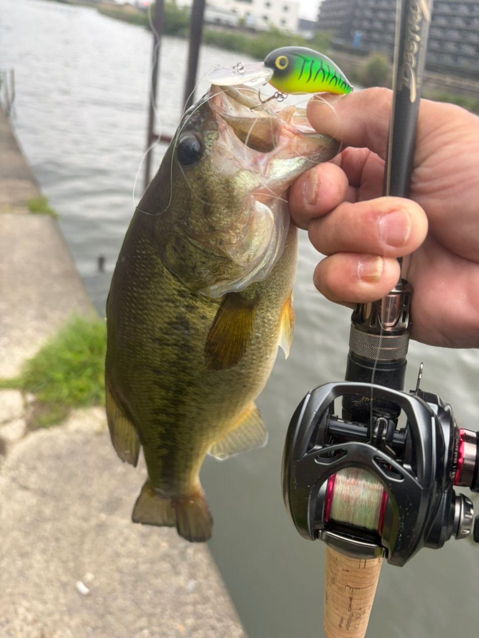Megabass 19デストロイヤー F2.1/2-611Xの最安値・インプレ・釣果