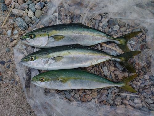 ツバスの釣果