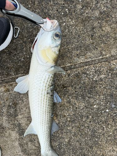 ボラの釣果