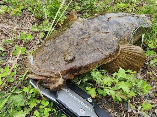 マゴチの釣果