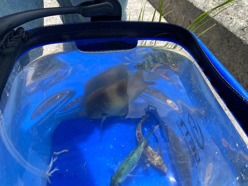スズメダイの釣果