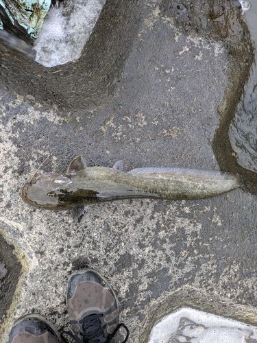 ナマズの釣果