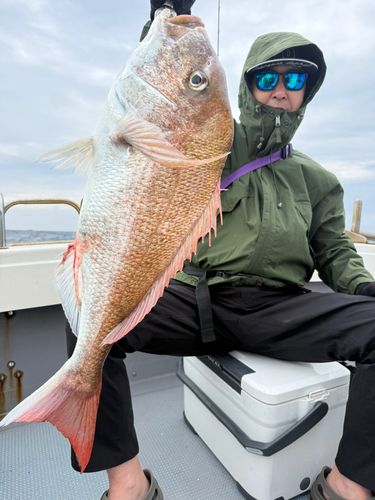 マダイの釣果