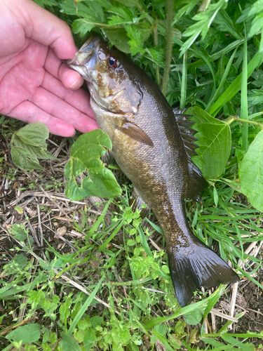 スモールマウスバスの釣果