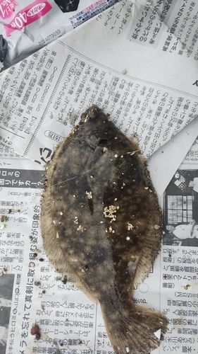 カレイの釣果