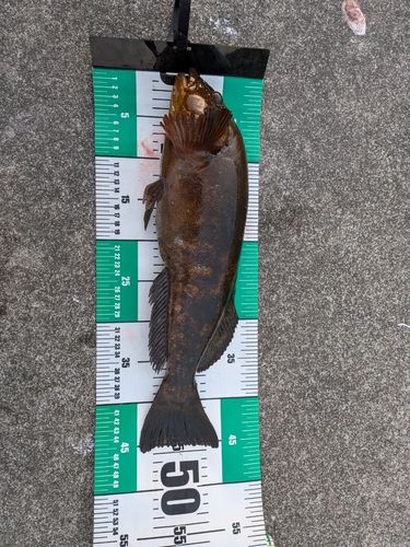 アイナメの釣果