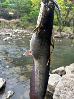 マナマズの釣果