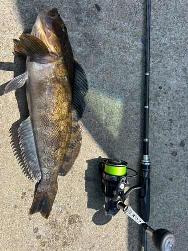 アイナメの釣果
