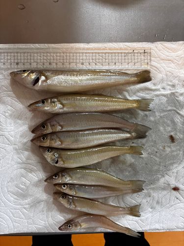 キスの釣果