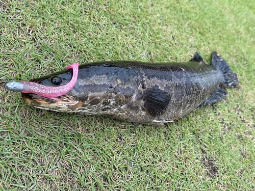 静岡県で釣れたライギョの釣り・釣果情報 - アングラーズ | 釣果600万