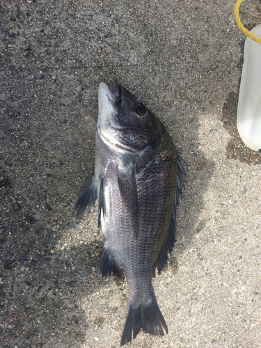 チヌの釣果