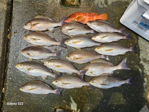イサキの釣果