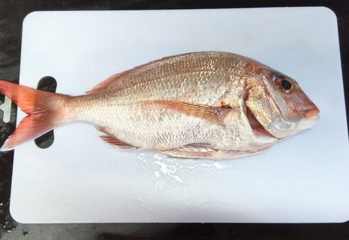 タイの釣果