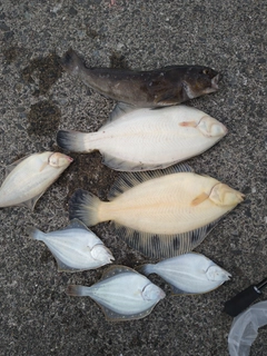 クロガシラガレイの釣果