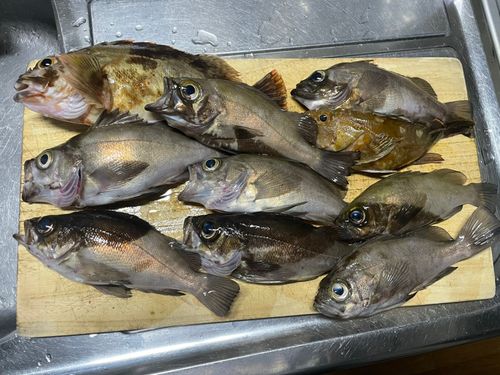 メバルの釣果
