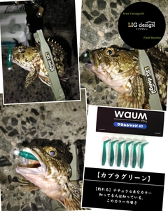 カサゴの釣果