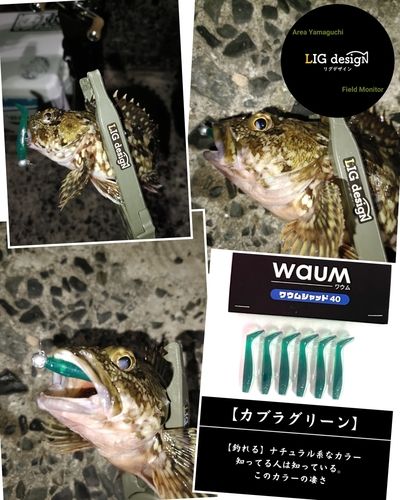 カサゴの釣果