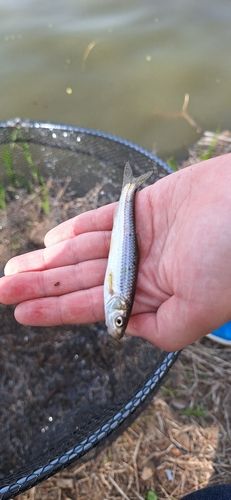 ホンモロコの釣果