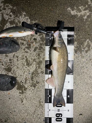 ウグイの釣果