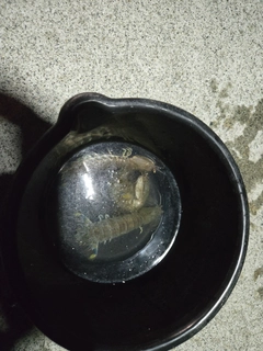 シャコエビの釣果