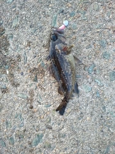 クロソイの釣果