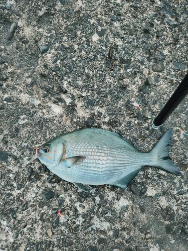 イスズミの釣果