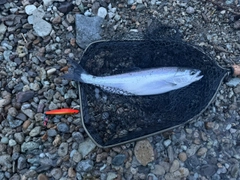 アメマスの釣果