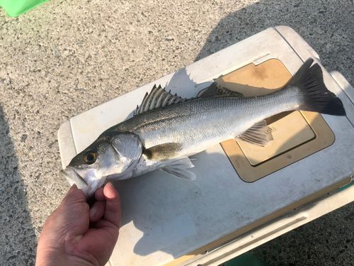 マイワシの釣果