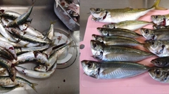 マイワシの釣果