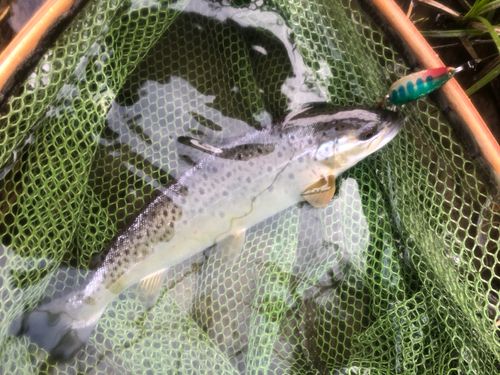 ブラウントラウトの釣果