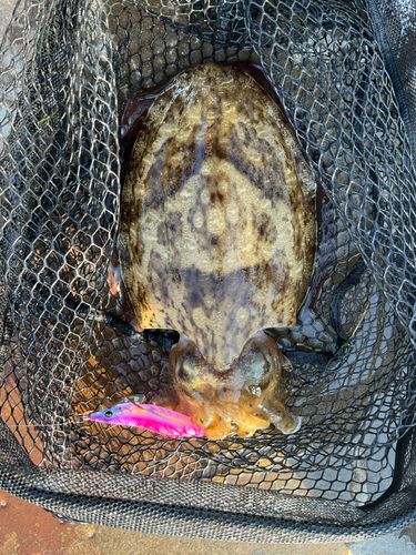 コウイカの釣果