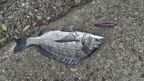 チヌの釣果
