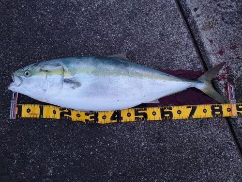 ブリの釣果
